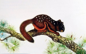 白斑鼯鼠（岩崑等绘,引自《中国哺乳动物彩色图鉴》2007）