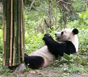 Giant Pandas' Kindergarten