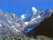 Meadow in the high mountain