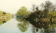 Willow along the Long Dyke in Spring