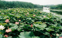 scenery in the lotus garden