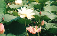 a lake of lotus