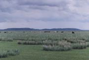 The pasture in early summer