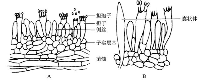 真菌门